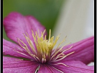 2013 06 26 5042-border  Andere clematis